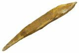 Fossil Shark (Asteracanthus) Dorsal Spine - Kem Kem Beds #353087-1